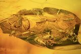 Several Fossil Flies (Diptera) In Baltic Amber #90858-4